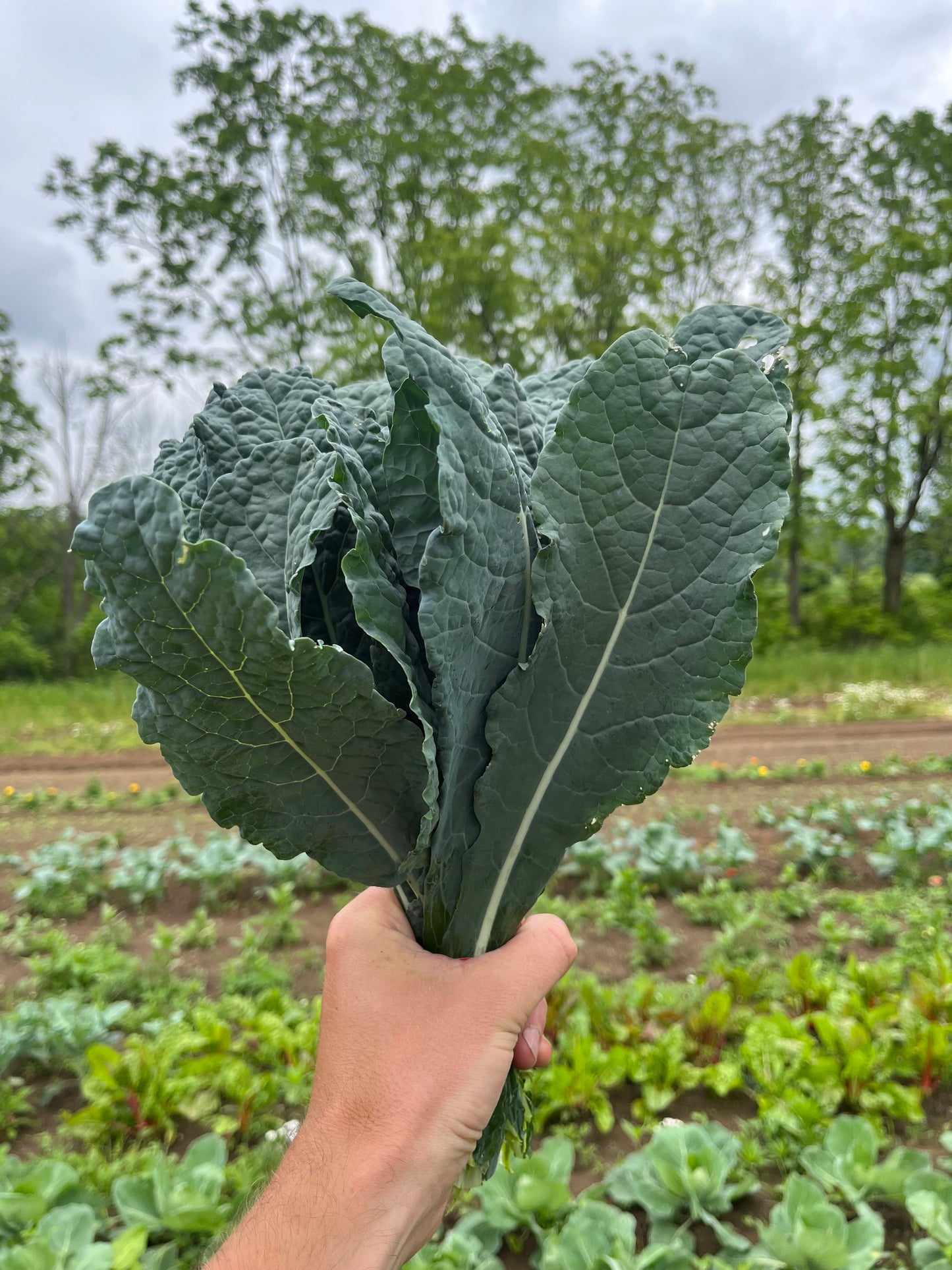 Dino kale (1 bunch)