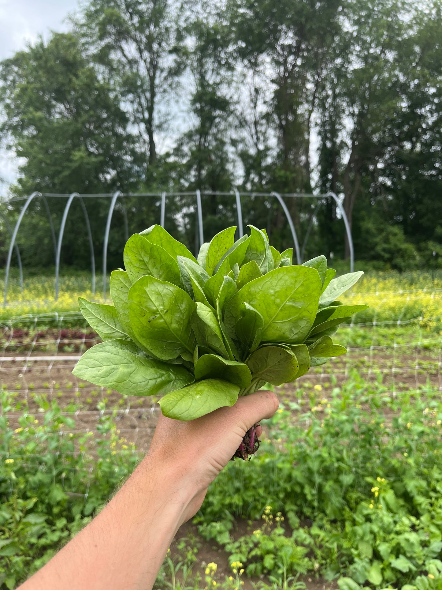 Spinach (1 bunch)