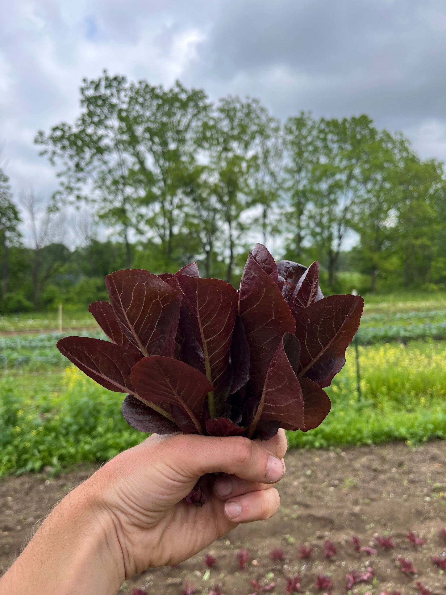Baby lettuce (1 mini-head)