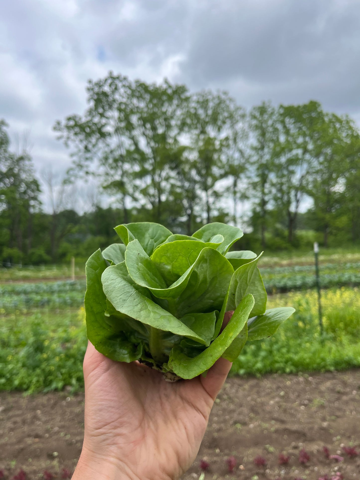 Baby lettuce (1 mini-head)