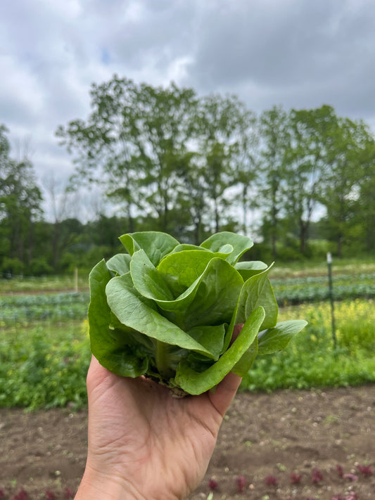 Baby lettuce (1 mini-head)