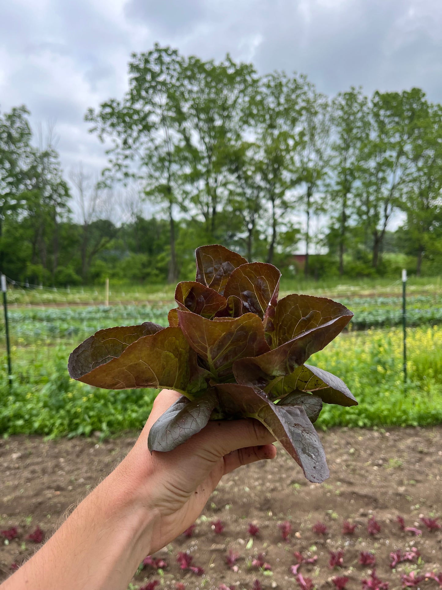 Baby lettuce (1 mini-head)