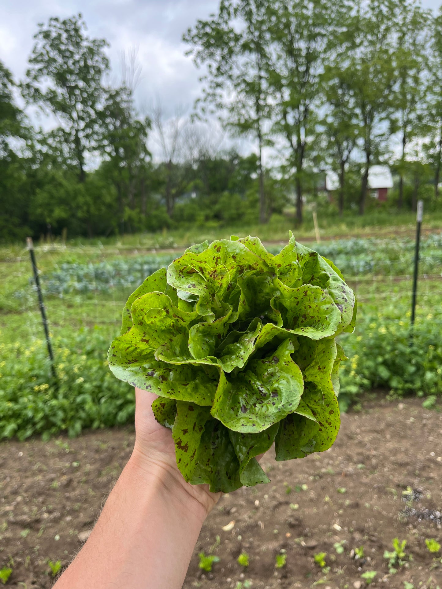 Baby lettuce (1 mini-head)