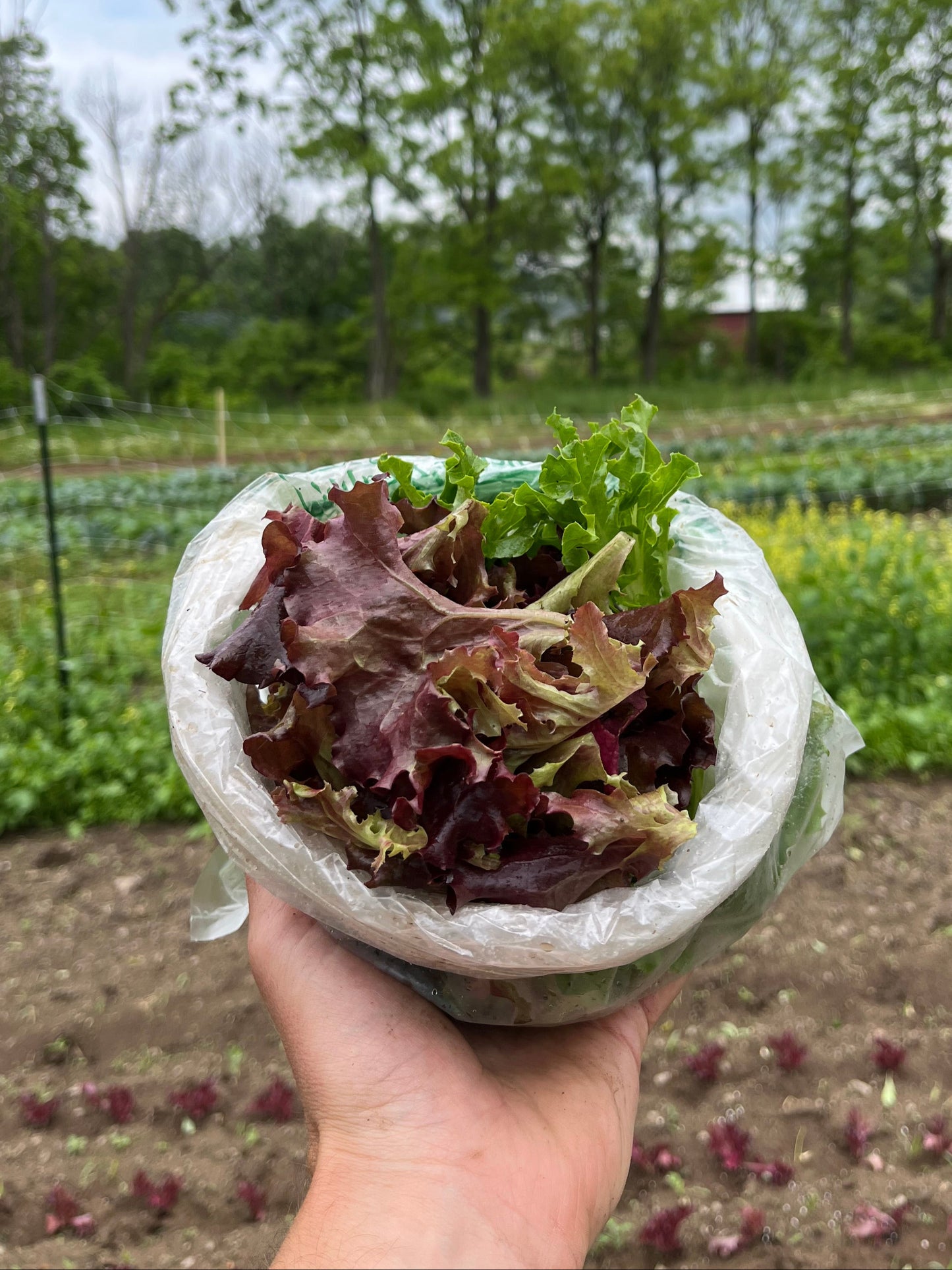 Salad greens (.4-lb bag)