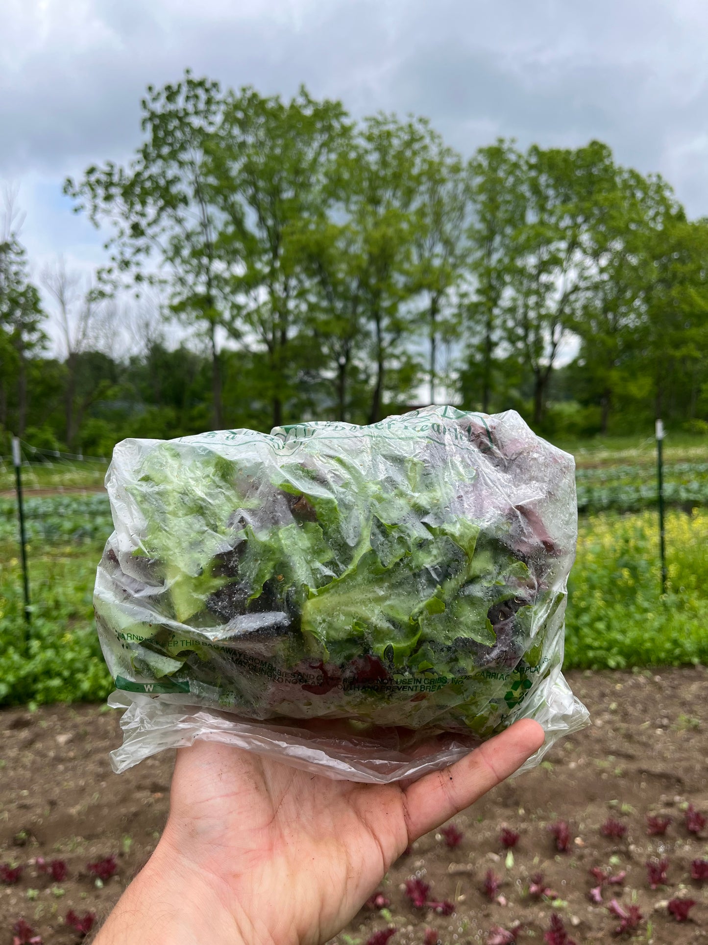 Salad greens (.4-lb bag)