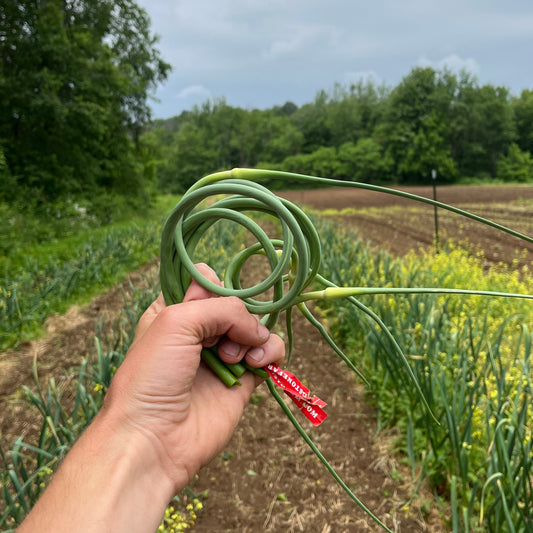 Garlic scapes (1 bunch)