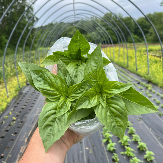 Basil (1 bunch)
