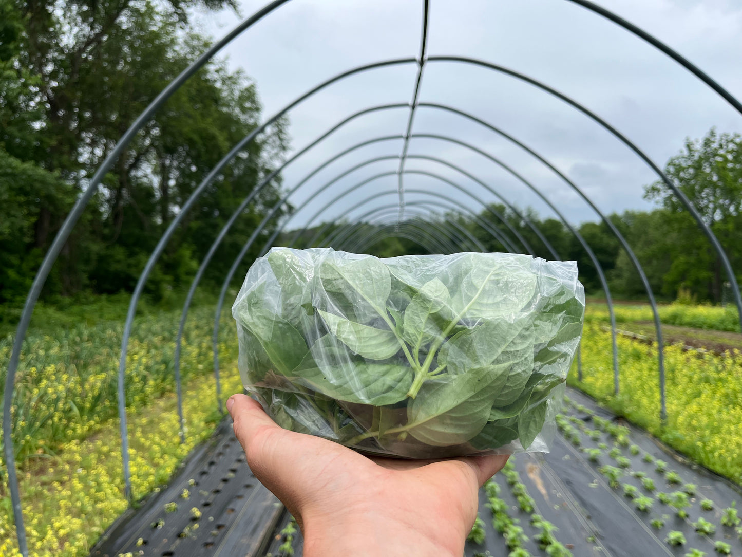 Basil (1 bunch)