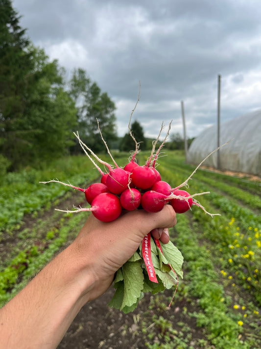 Red radishes (1 bunch)