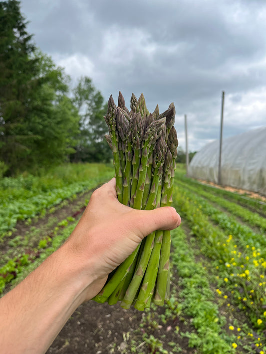 Asparagus (1# bunch)