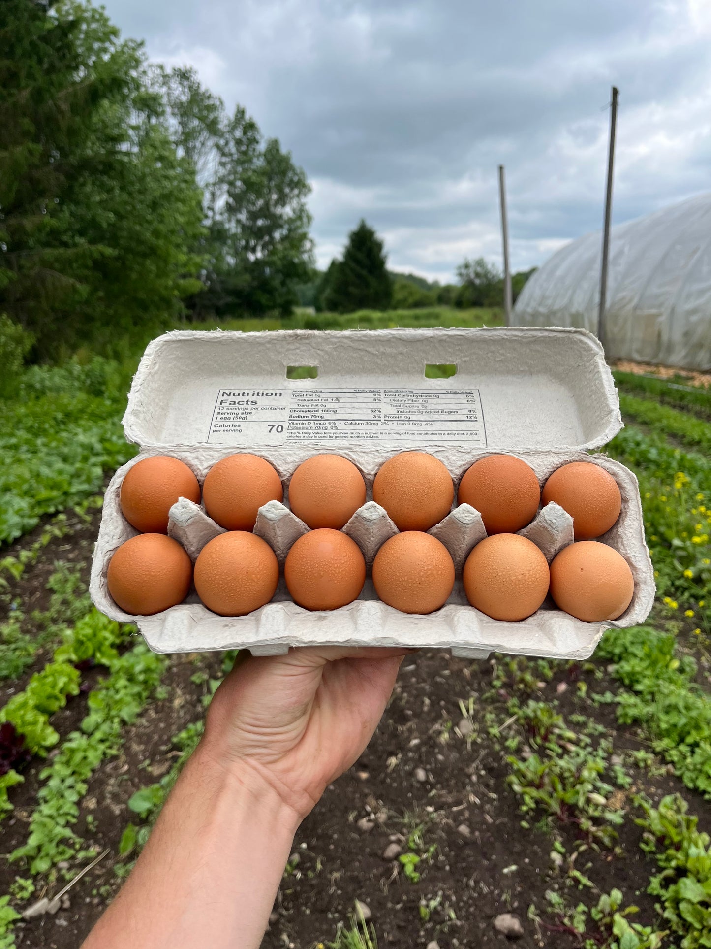 Pastured eggs