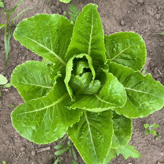 Green romaine lettuce (1 head)