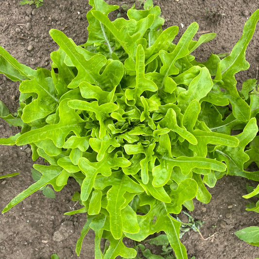 Lingua di canarino lettuce (1 head)