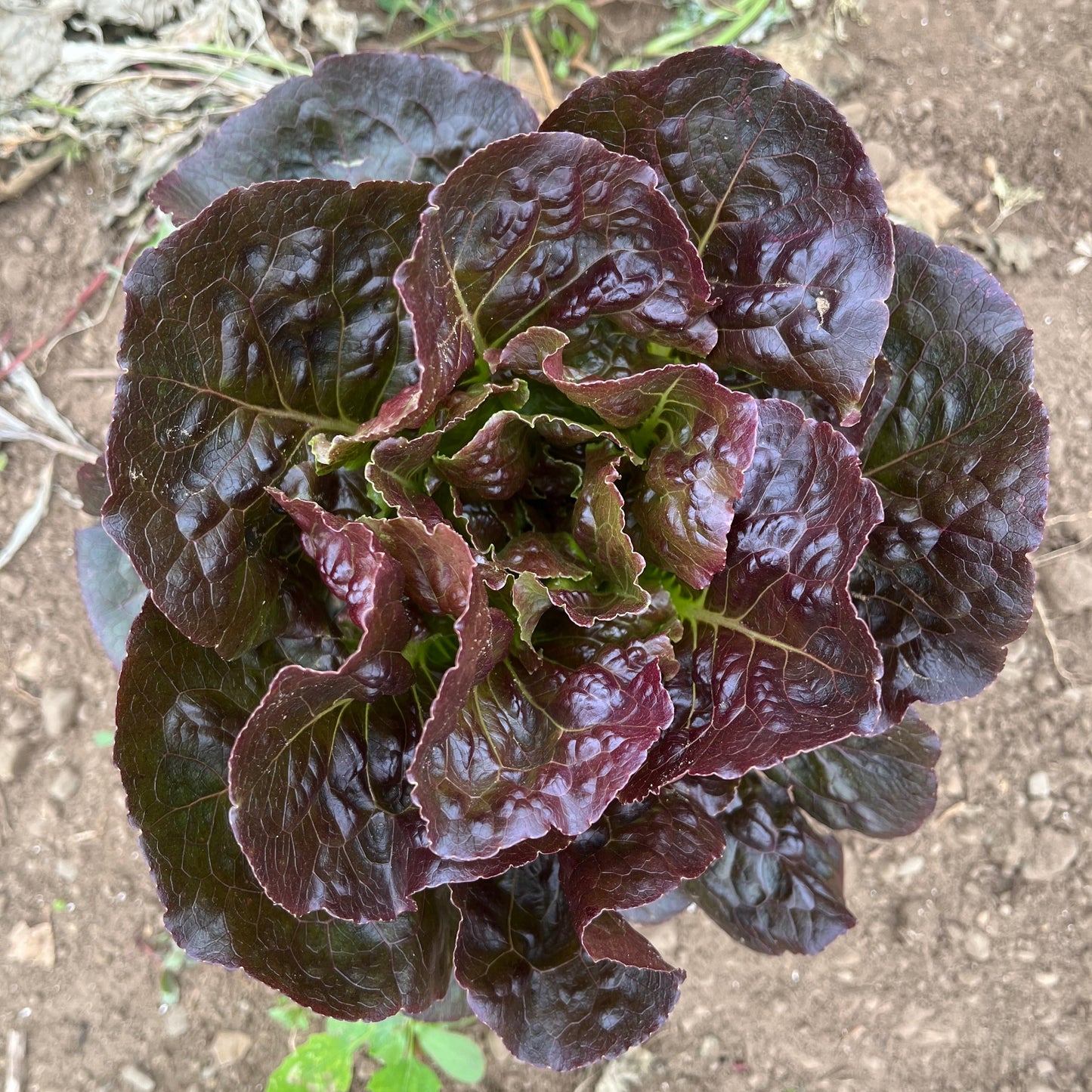 Red romaine lettuce (1 head)