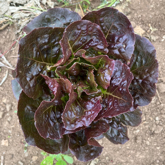 Red romaine lettuce (1 head)