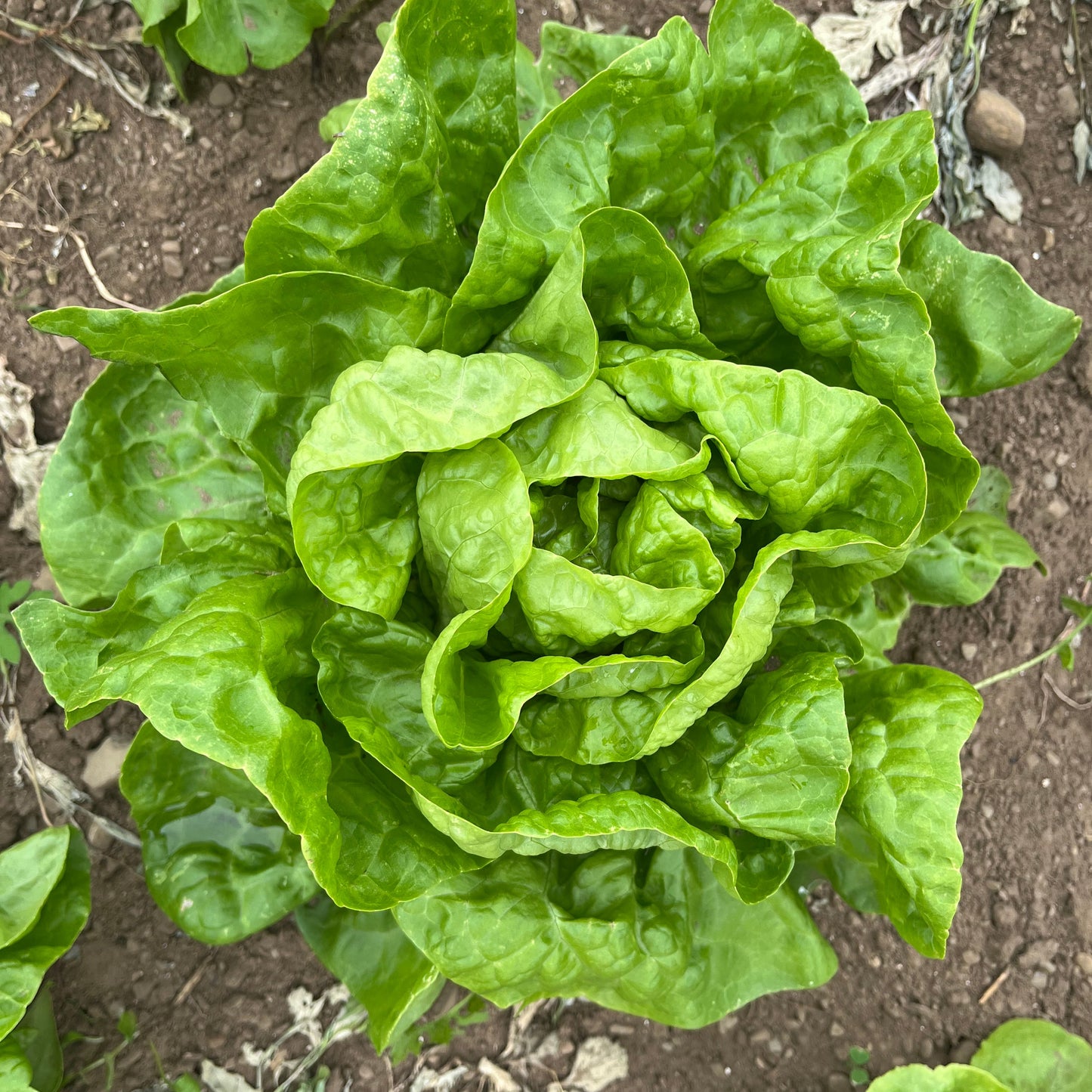 Green butter crunch lettuce (1 head)