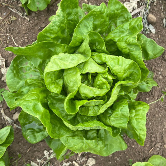 Green butter crunch lettuce (1 head)