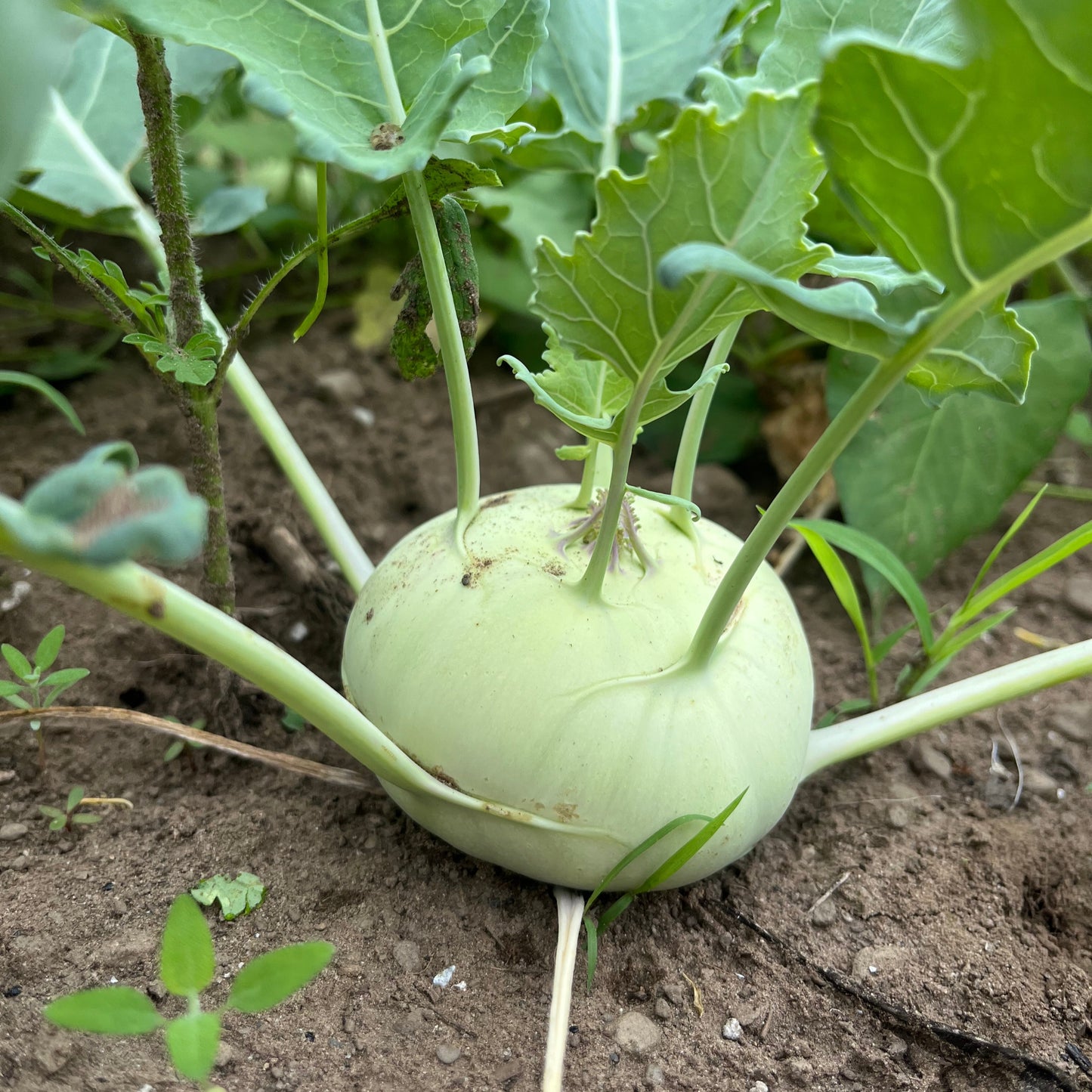 Green kohlrabi (1 bunch)