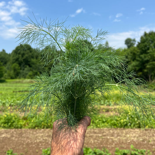Dill (1 bunch)