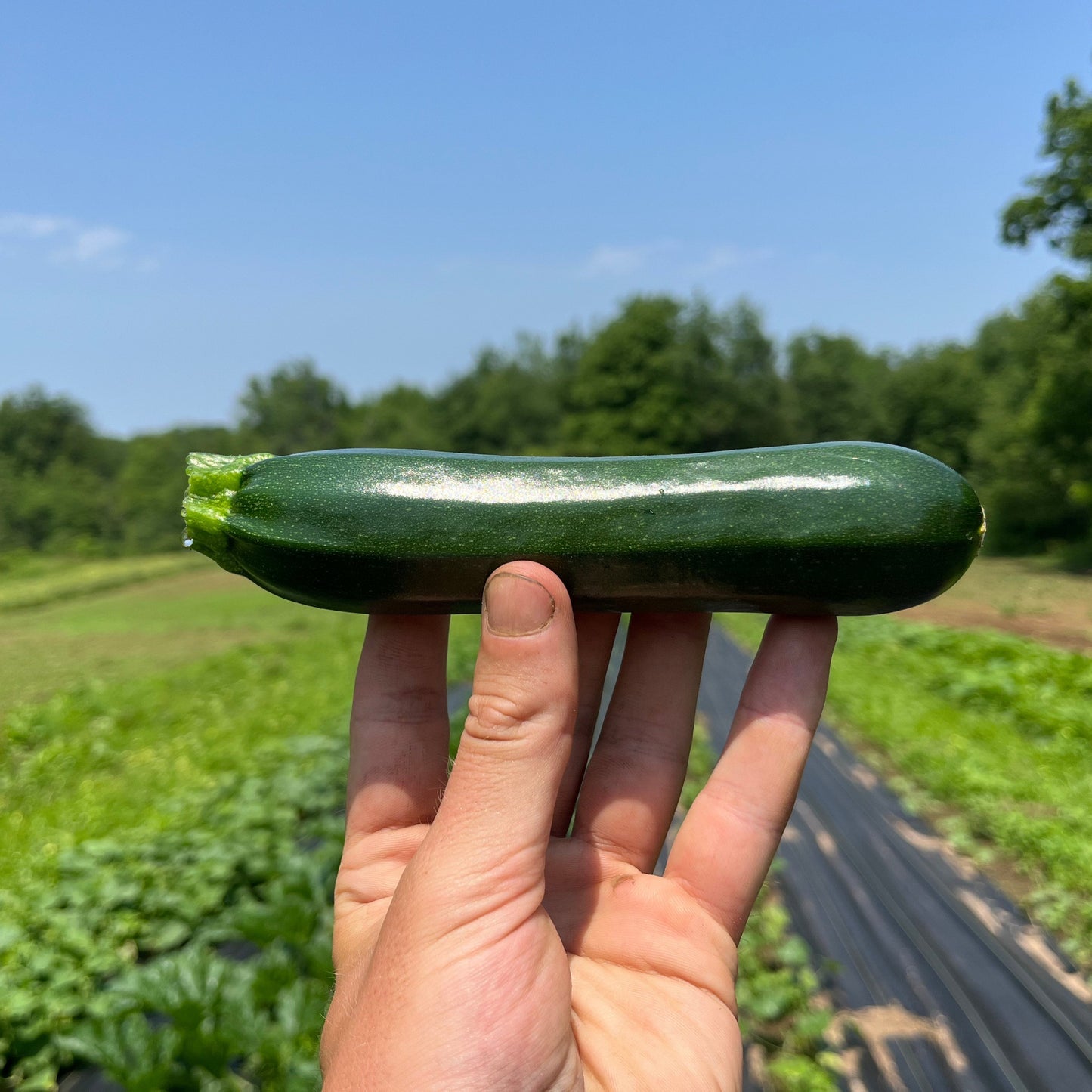 Summer squash
