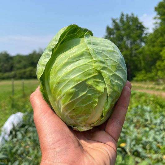 Green cabbage (1 head)