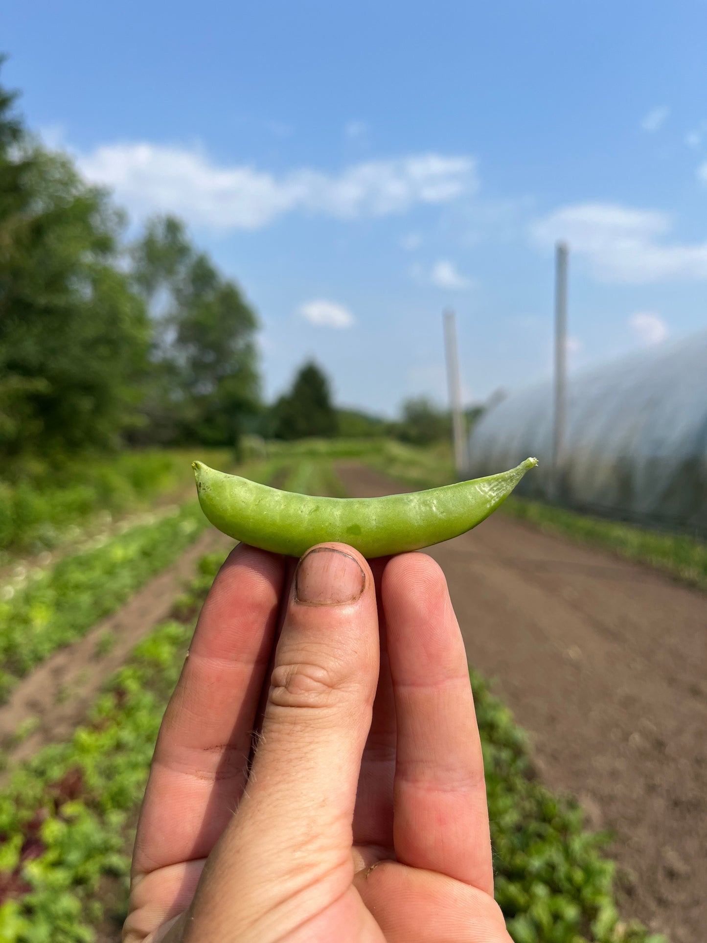 Sugar snap peas (.6# bag)