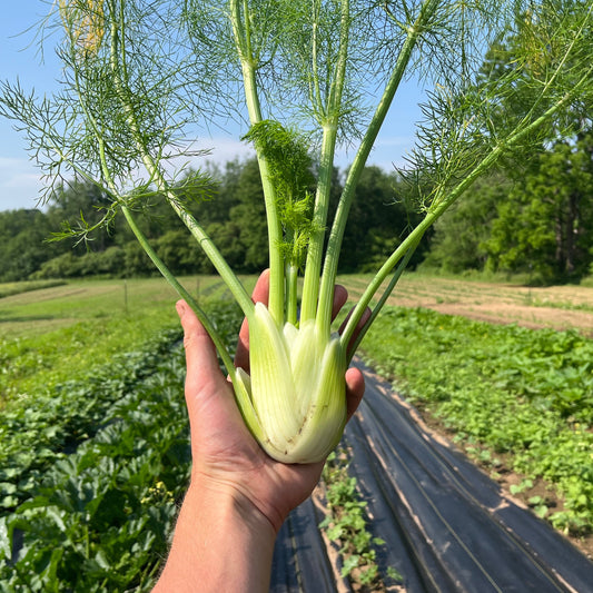 Baby fennel (pair)