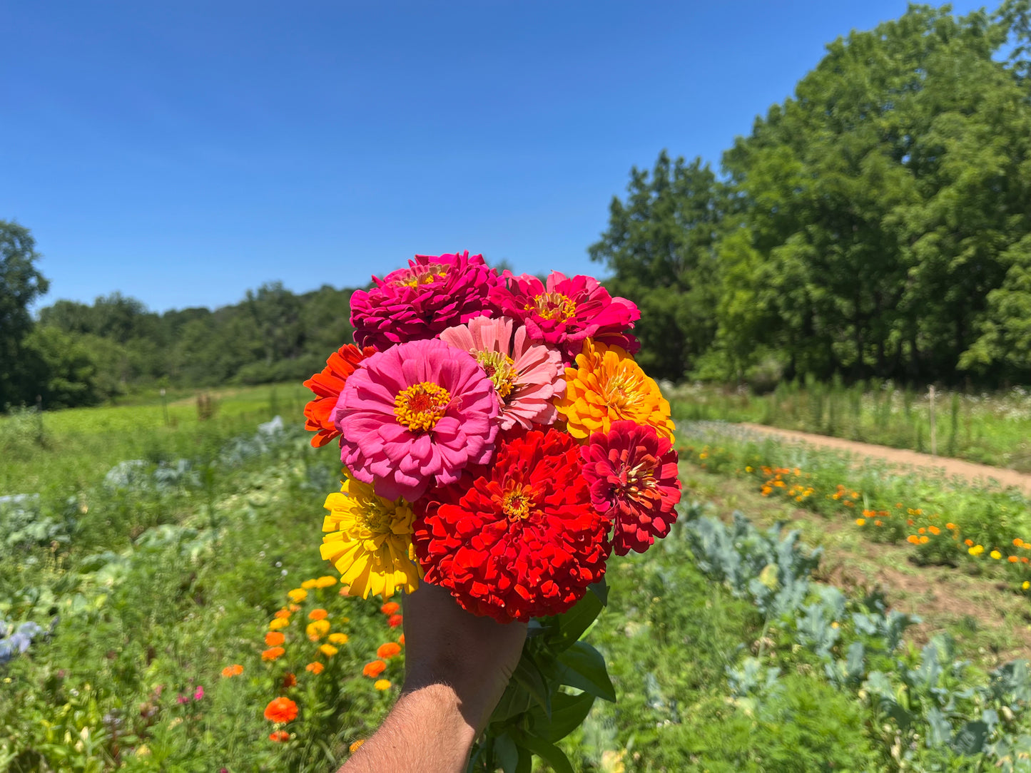 Zinnia bouquet