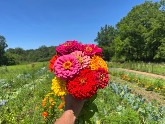 Zinnia bouquet