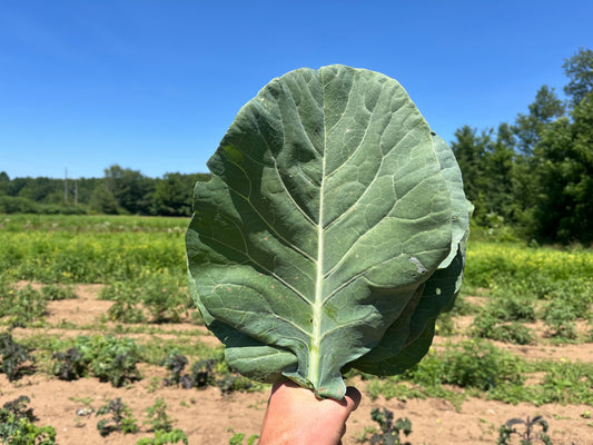 Collard greens (1 bunch)