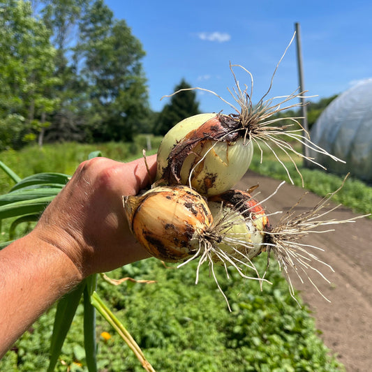 Bunching onions