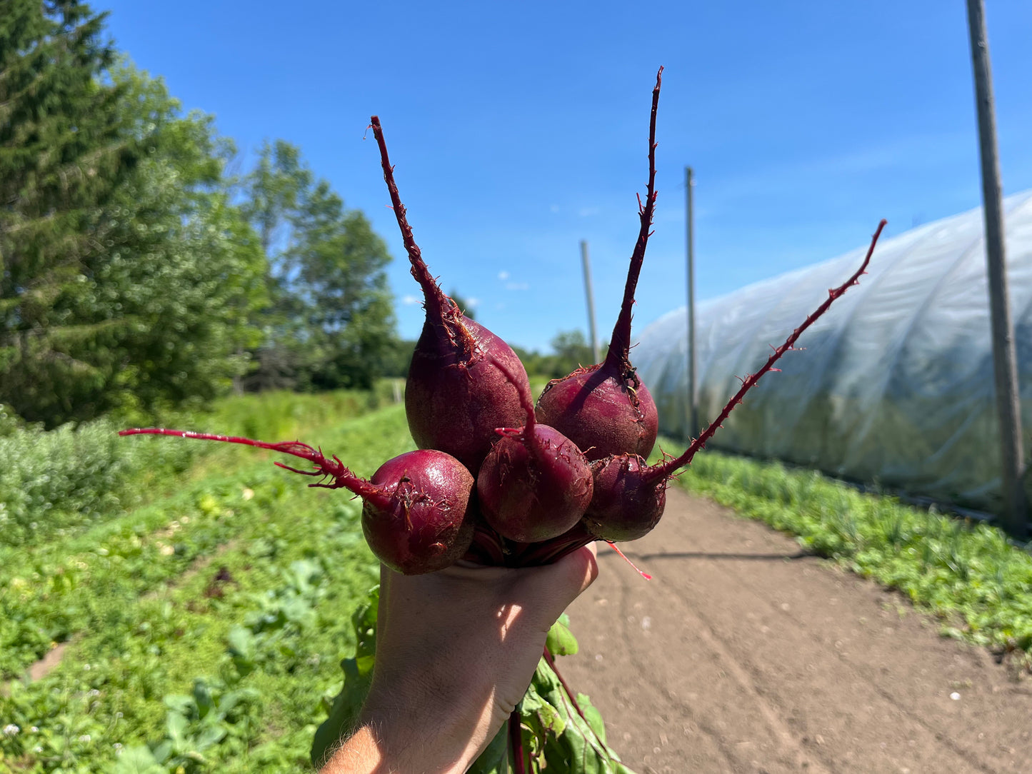 Red beets (1 bunch)