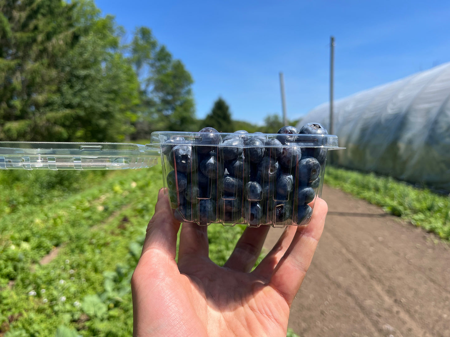 Blueberries (1 pint)