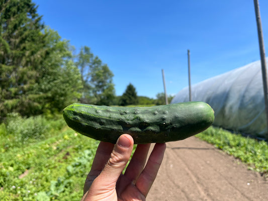 Cucumber