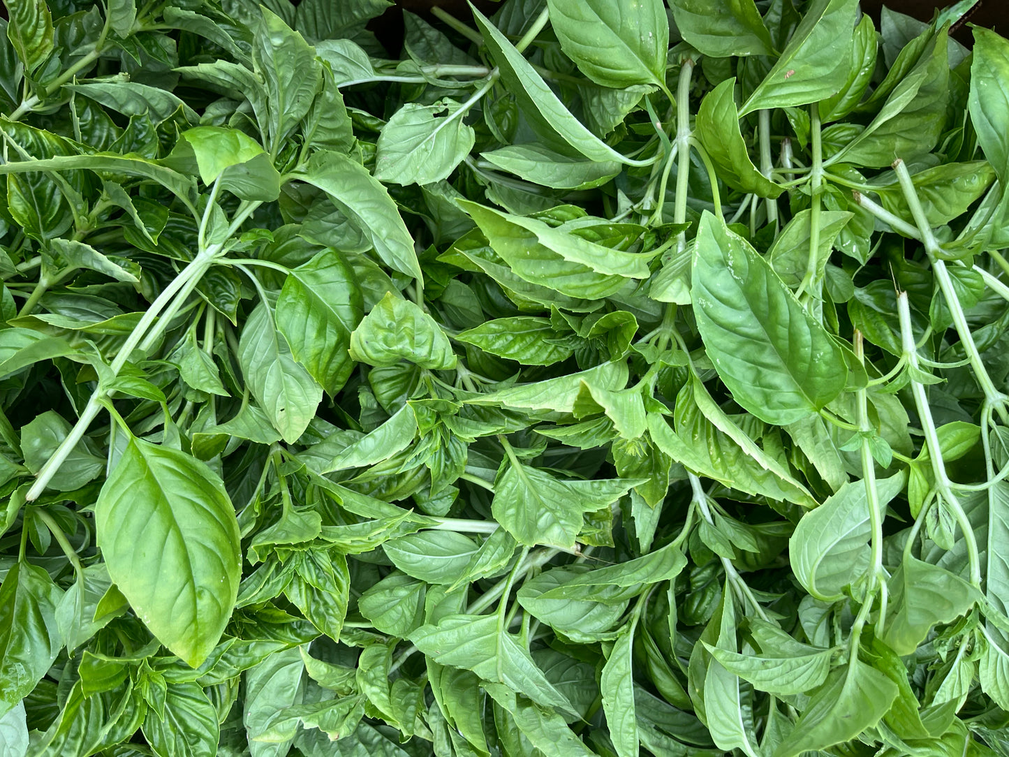 Basil (1 bunch)