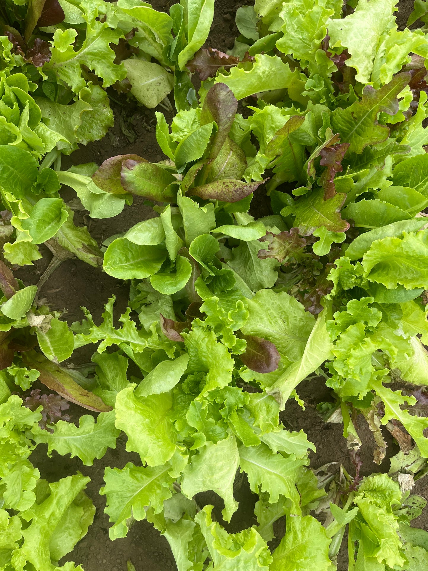 Salad greens (.4-lb bag)