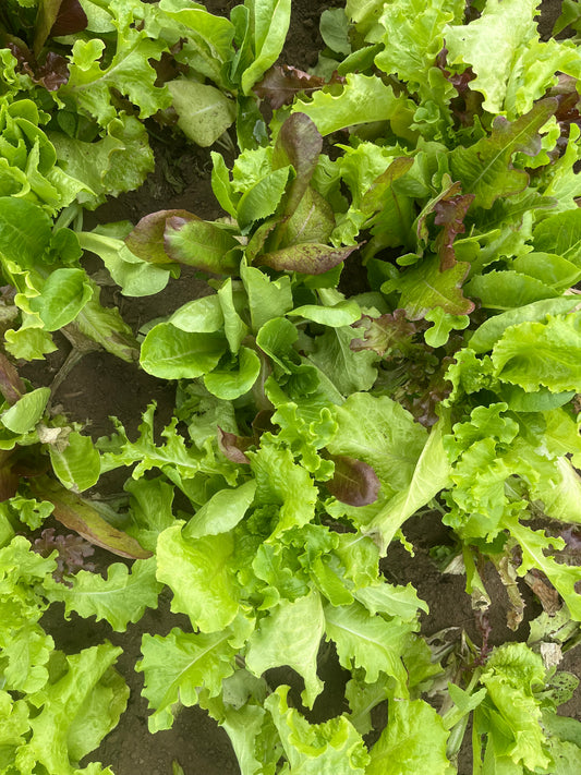Salad greens (.4-lb bag)