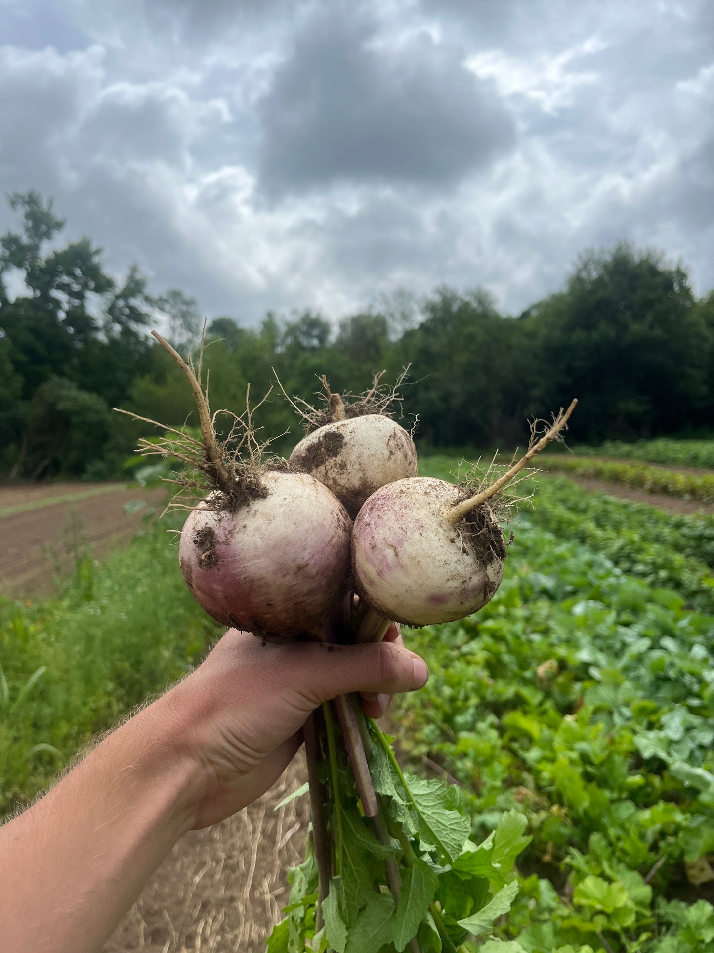 Purple-top turnip (1 bunch)