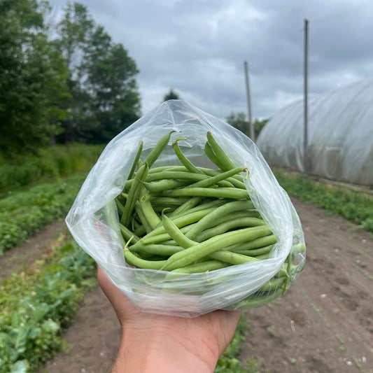 Green beans (1 lb bag)