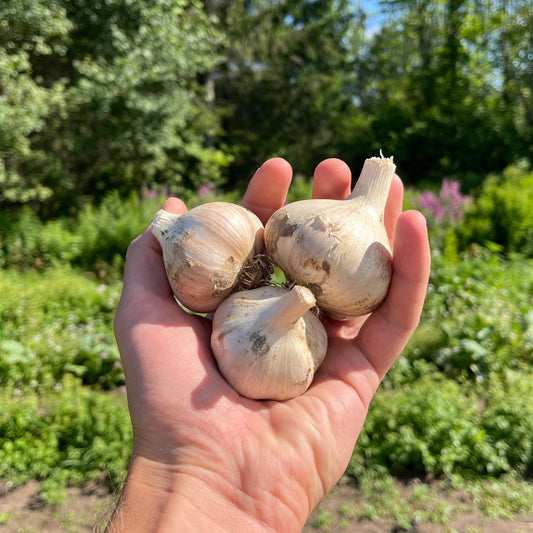 Garlic (1/2-#)
