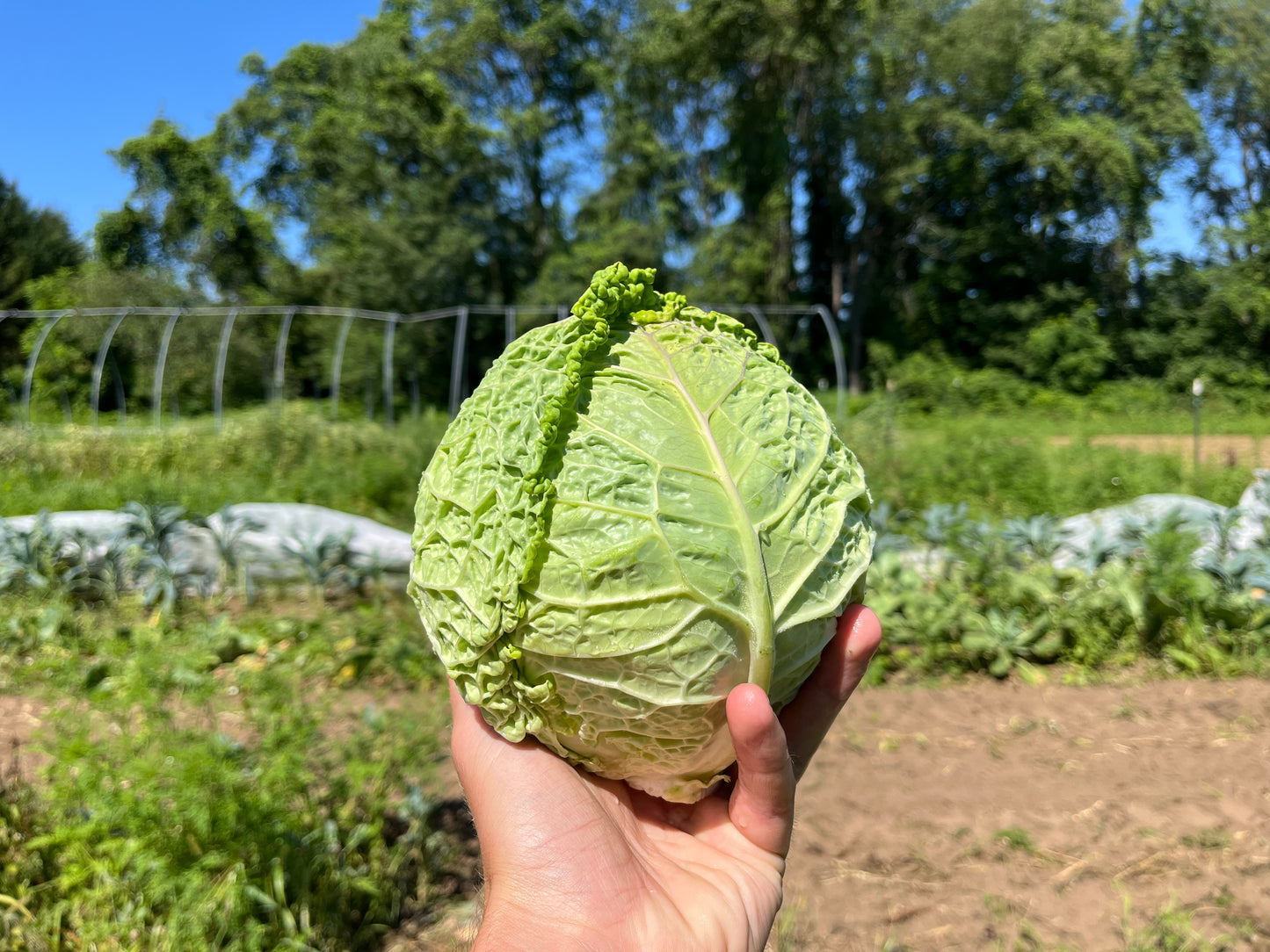 Savoy cabbage (1 head)