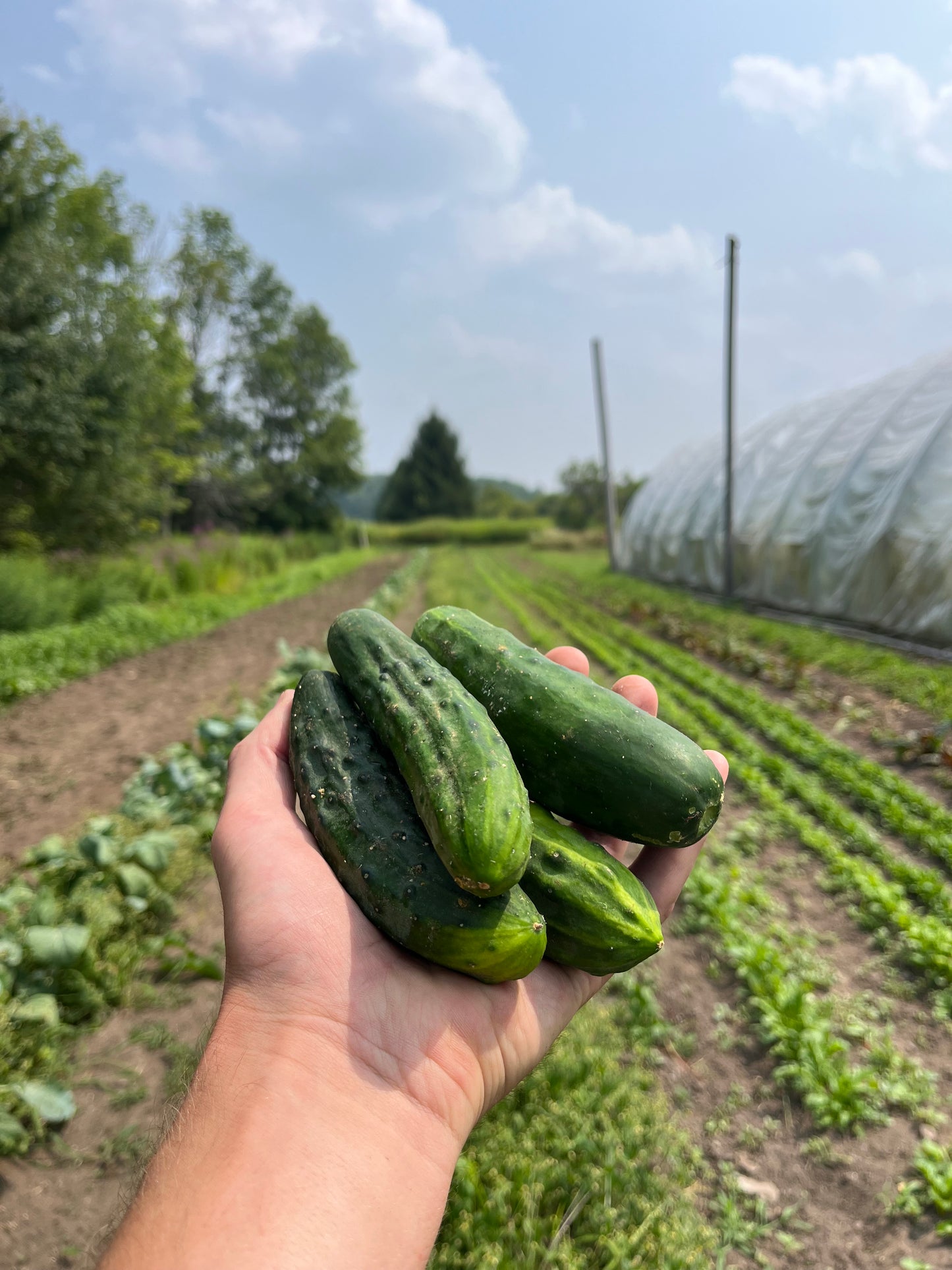 Pickling cucumbers (1 lb)