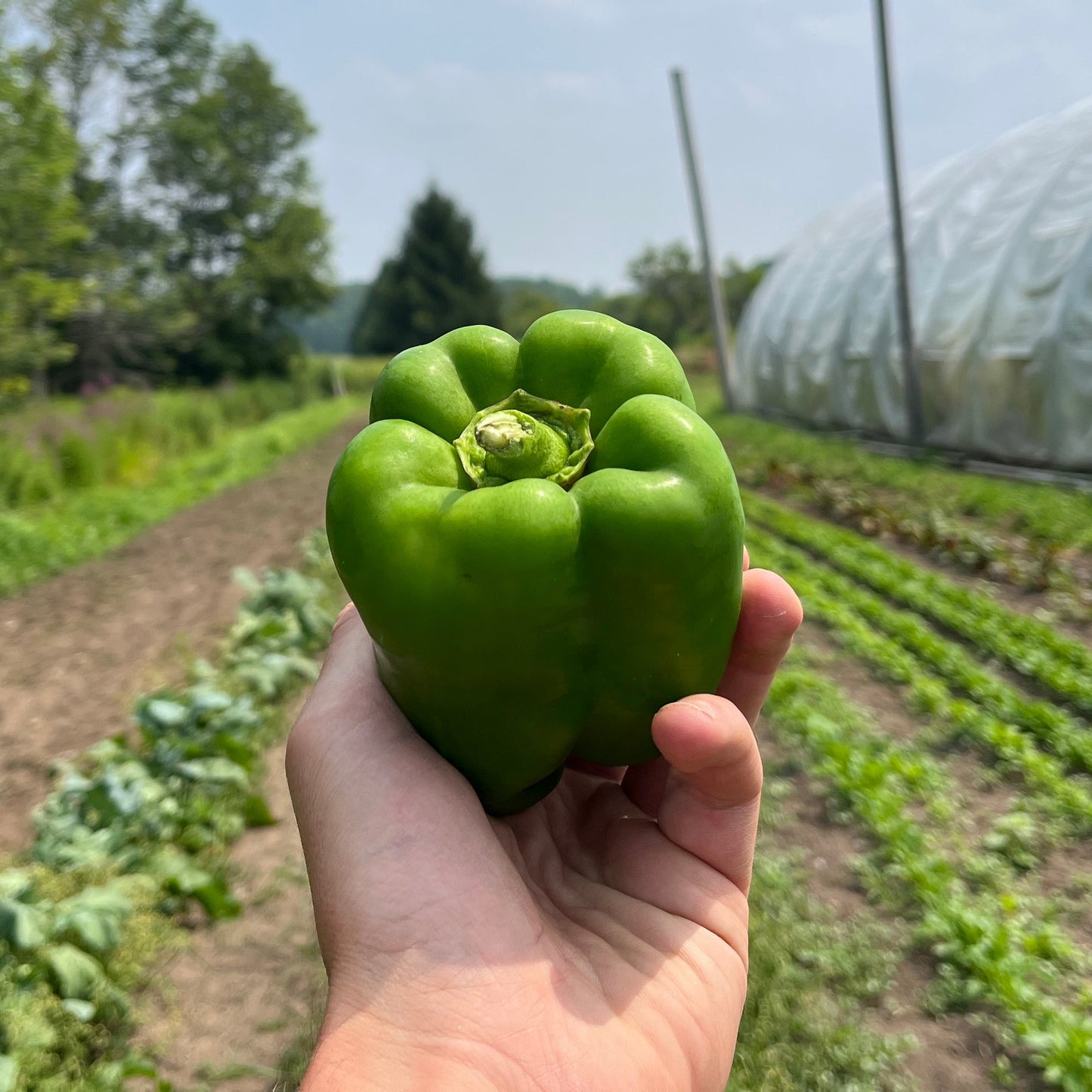Green bell pepper