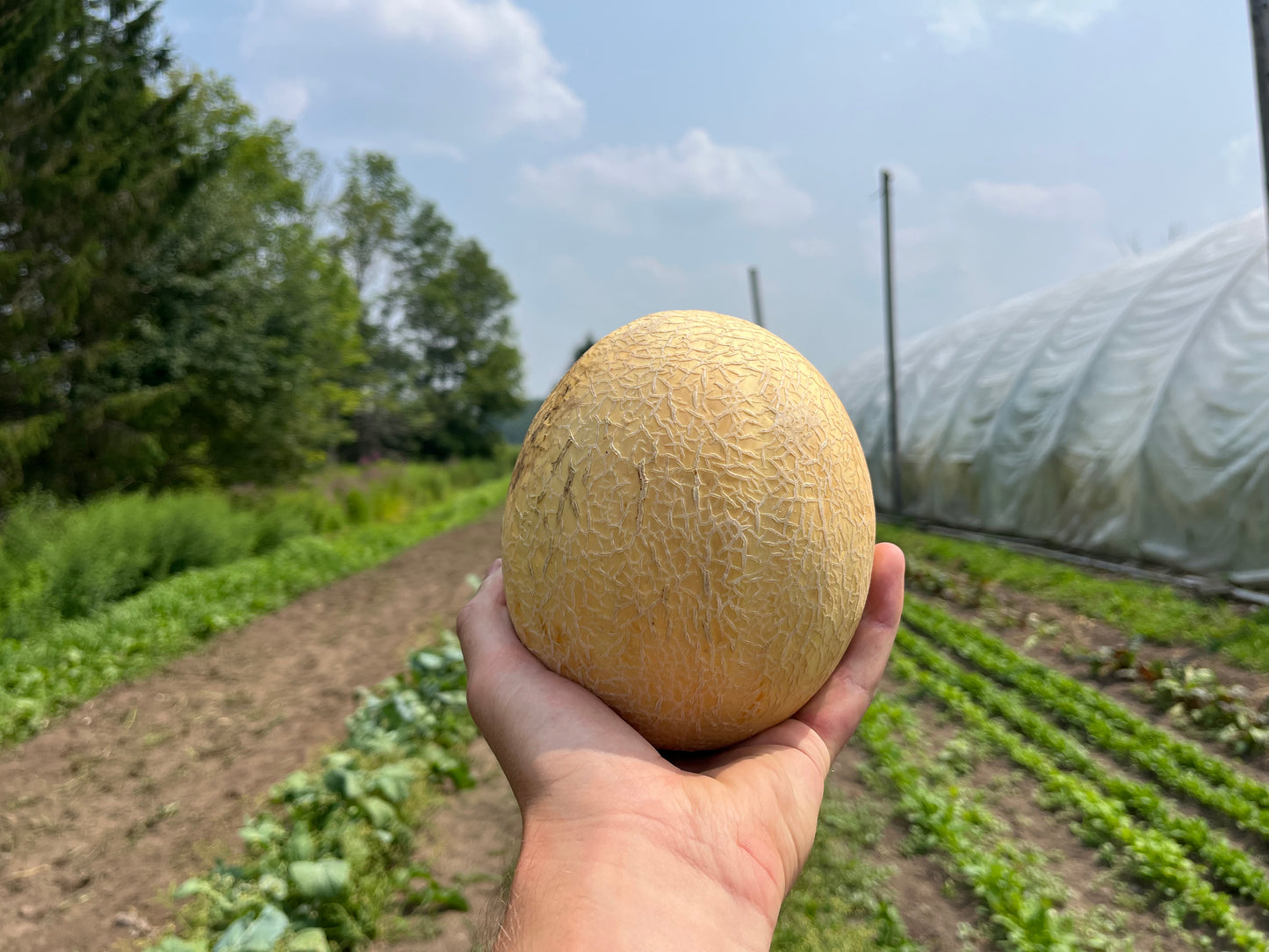Cantaloupe
