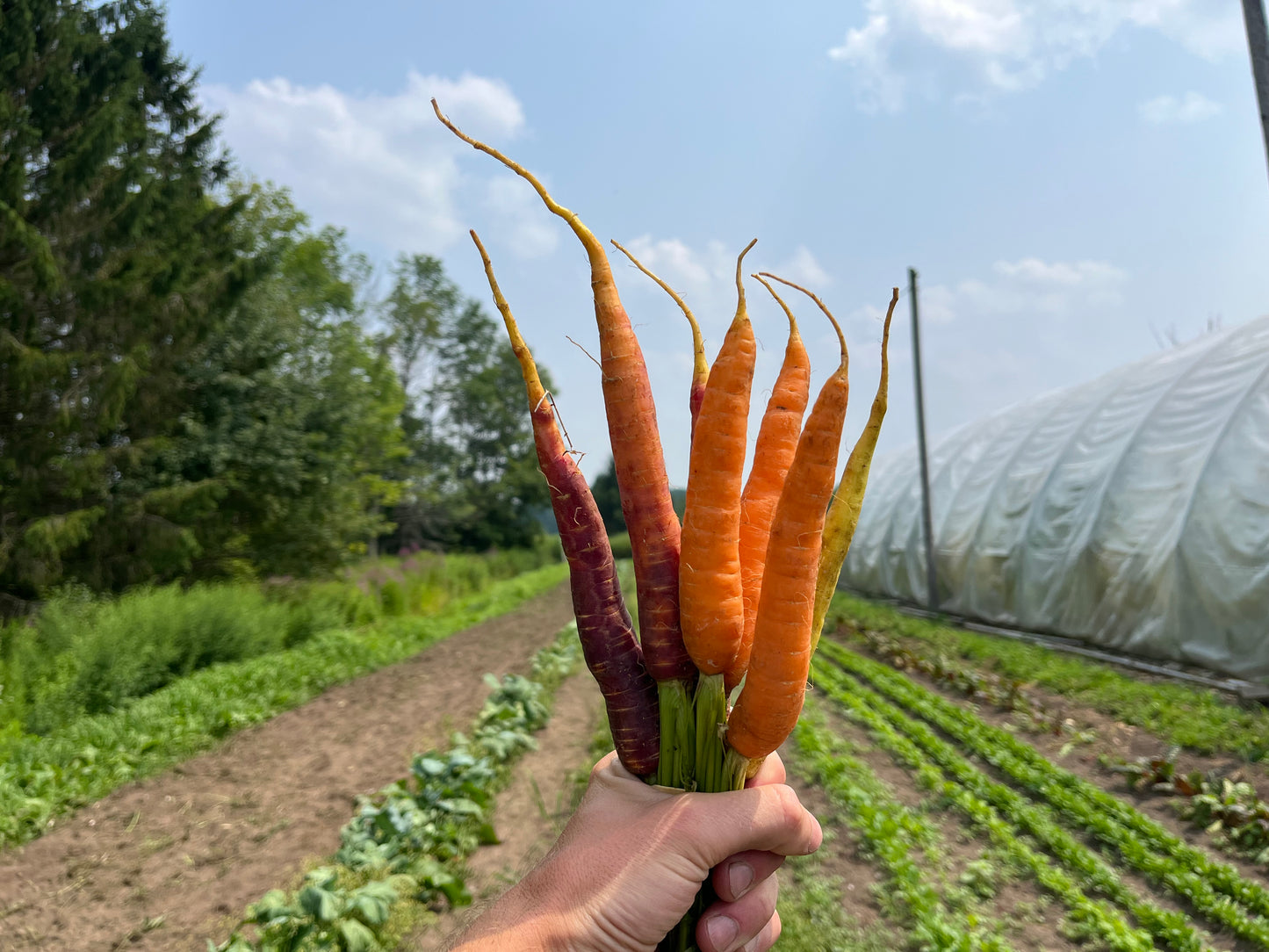 Rainbow carrots