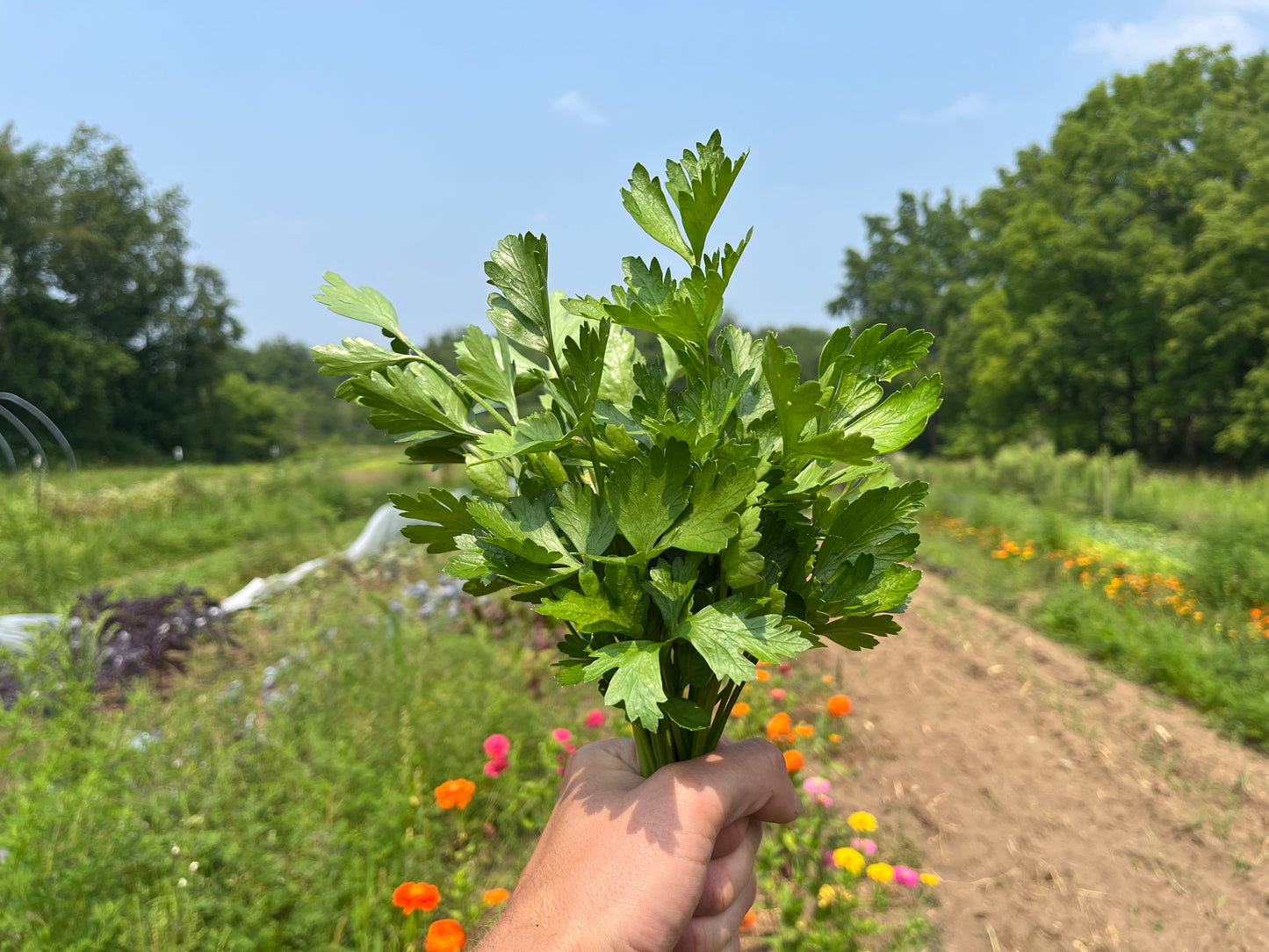 Parsley (1 bunch)