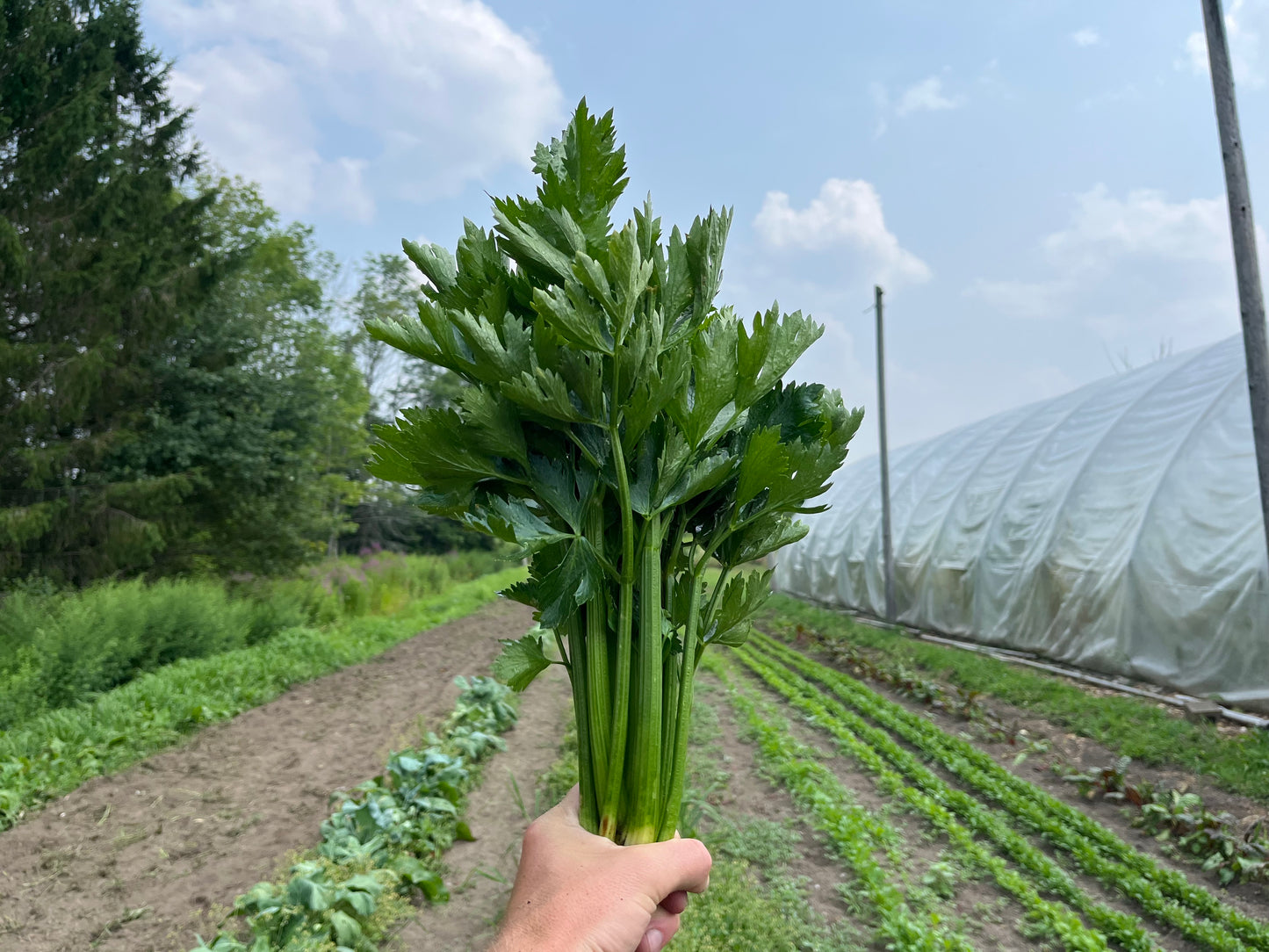 Celery (1 bunch)