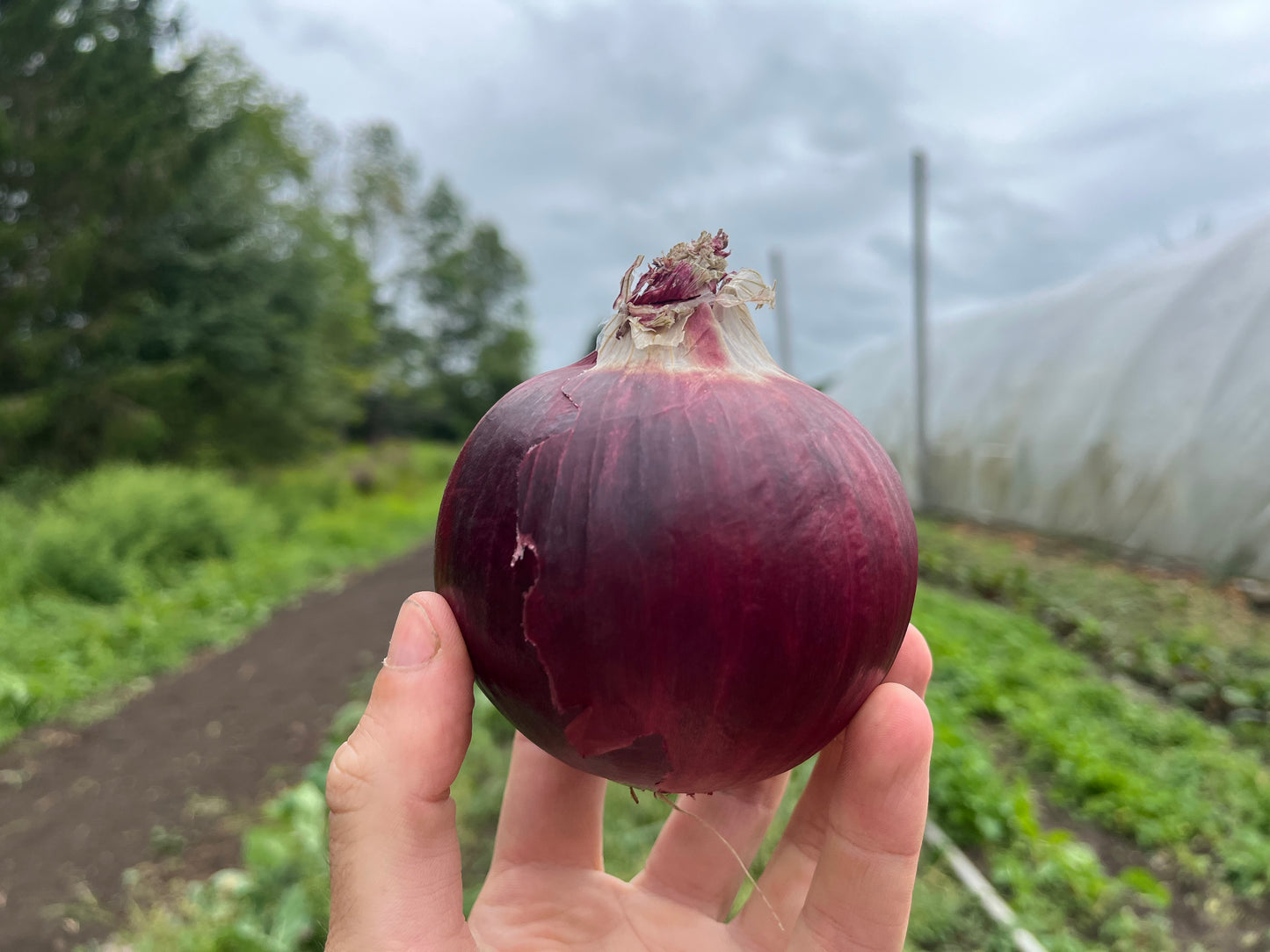 Red onion (1 lb)