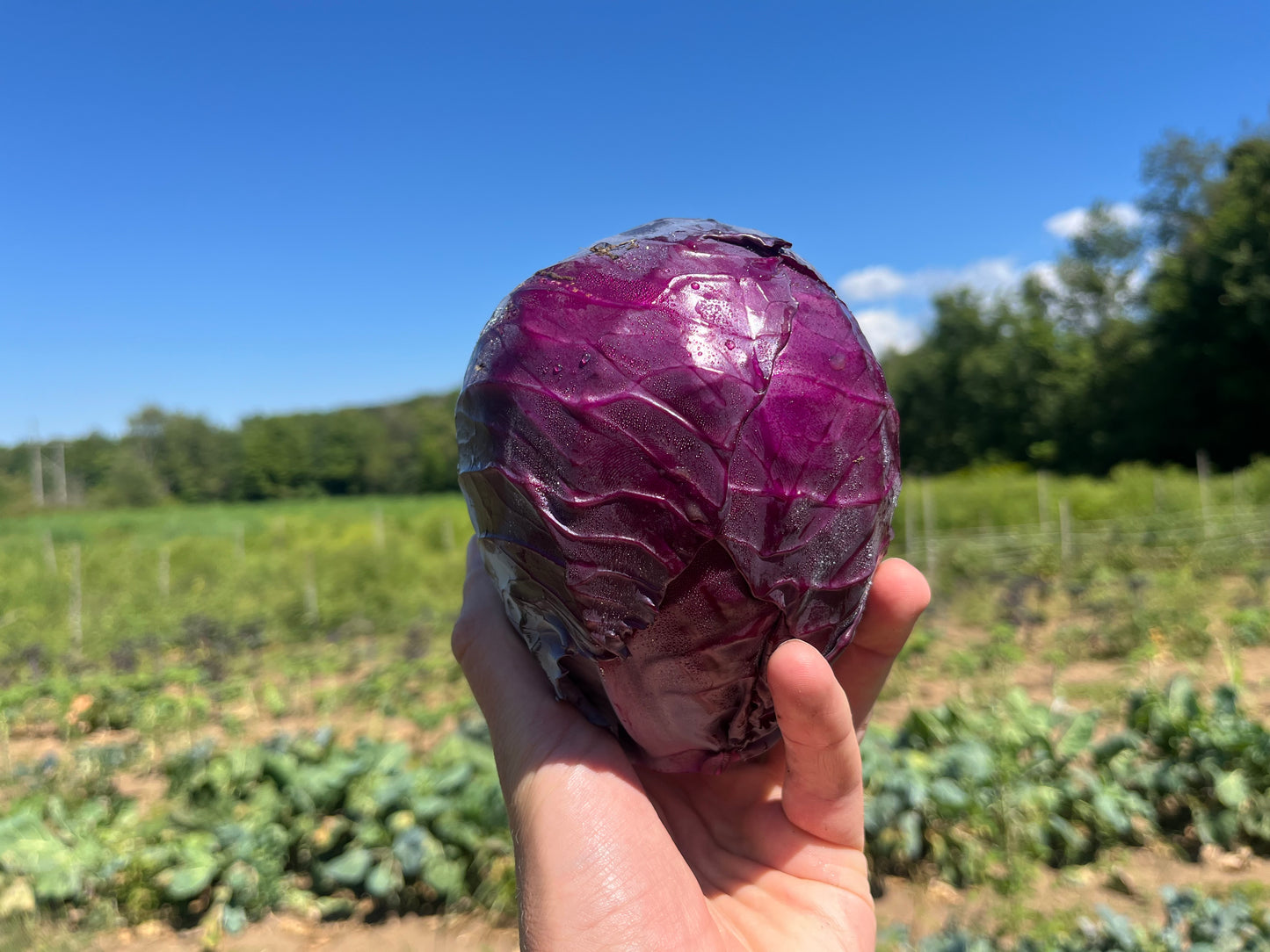 Red cabbage (1 head)