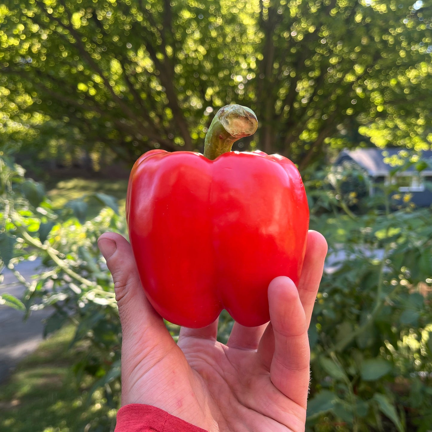 Red bell pepper